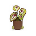 Matcha Chocolate Begonia Pixel Plant handmade pixel bead plant, pot not included