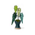 Sardine Fish Begonia Pixel Plant handmade pixel bead plant, pot not included